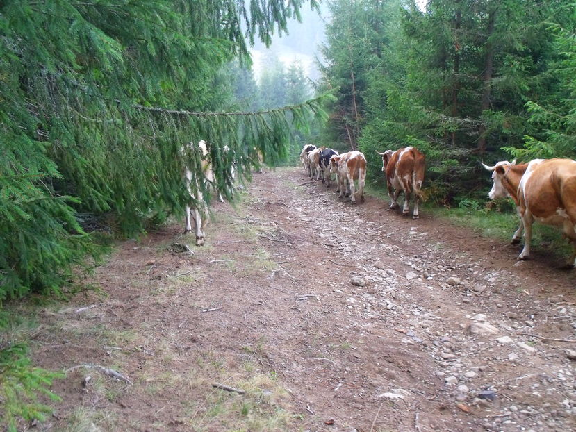 - Coboratul din munte cu vacile 2016