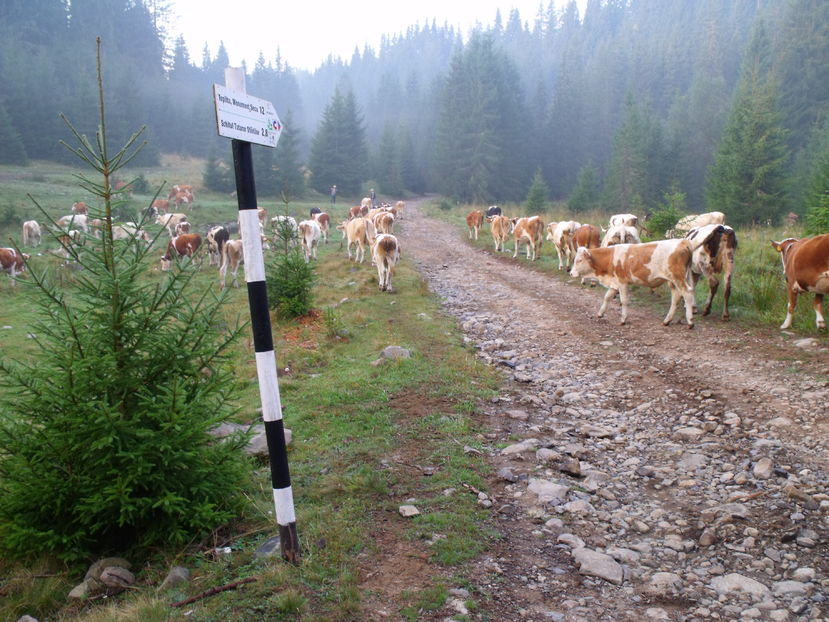  - Coboratul din munte cu vacile 2016
