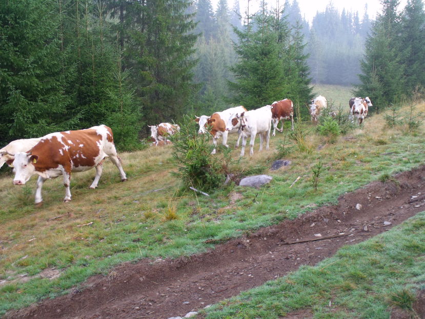  - Coboratul din munte cu vacile 2016