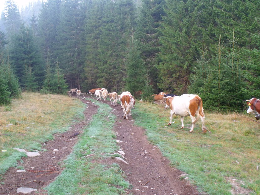  - Coboratul din munte cu vacile 2016