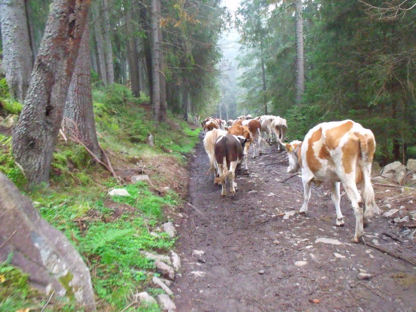  - Coboratul din munte cu vacile 2016