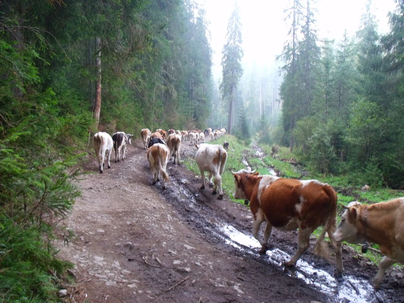  - Coboratul din munte cu vacile 2016