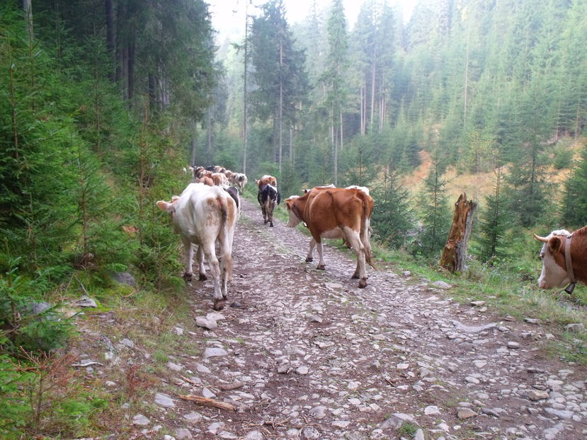  - Coboratul din munte cu vacile 2016