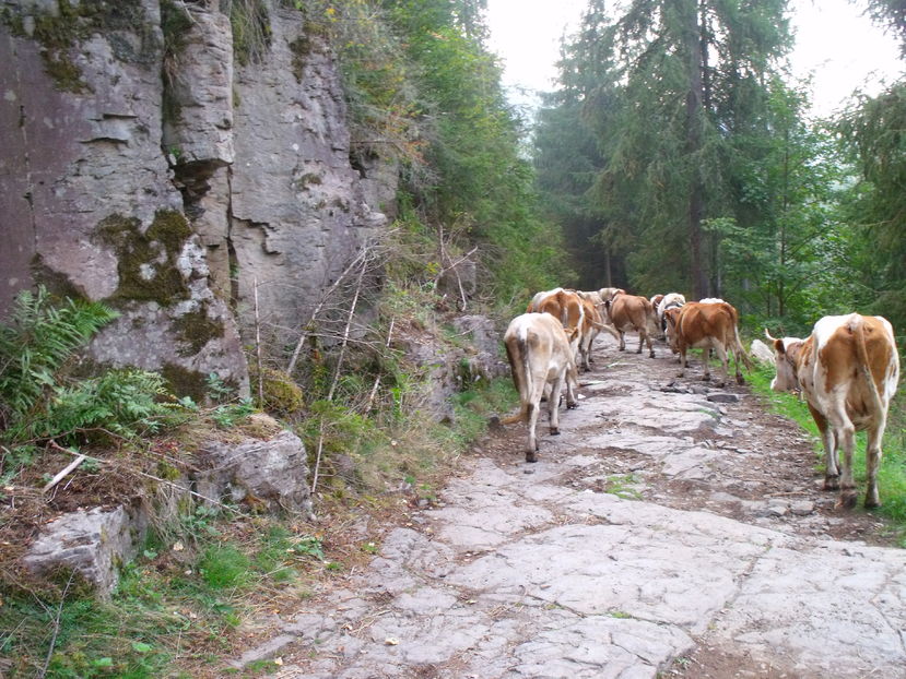 Pe la stanci-7j - Coboratul din munte cu vacile 2016