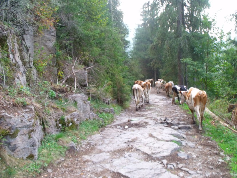  - Coboratul din munte cu vacile 2016