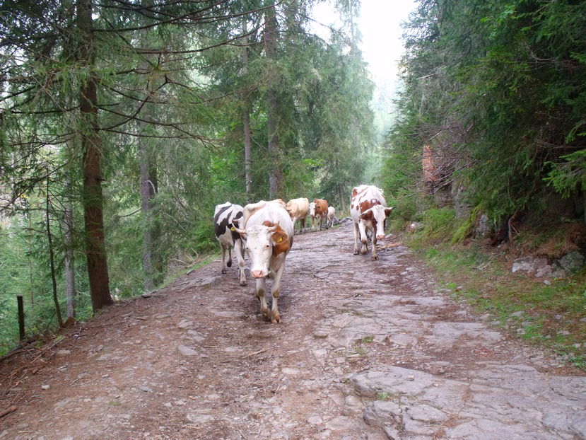  - Coboratul din munte cu vacile 2016