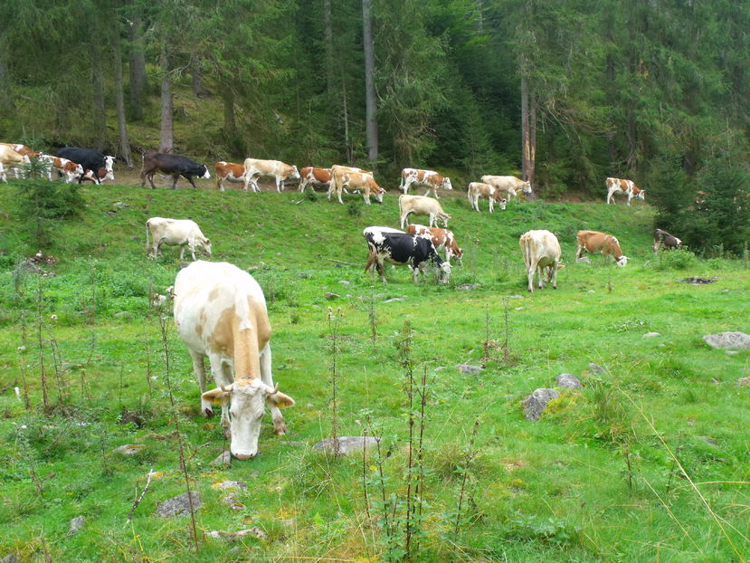  - Coboratul din munte cu vacile 2016