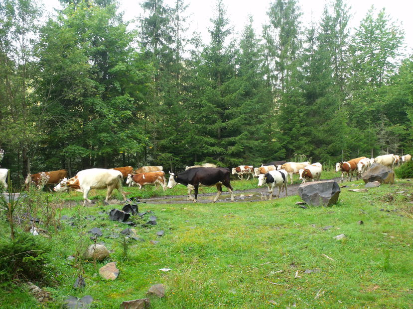  - Coboratul din munte cu vacile 2016