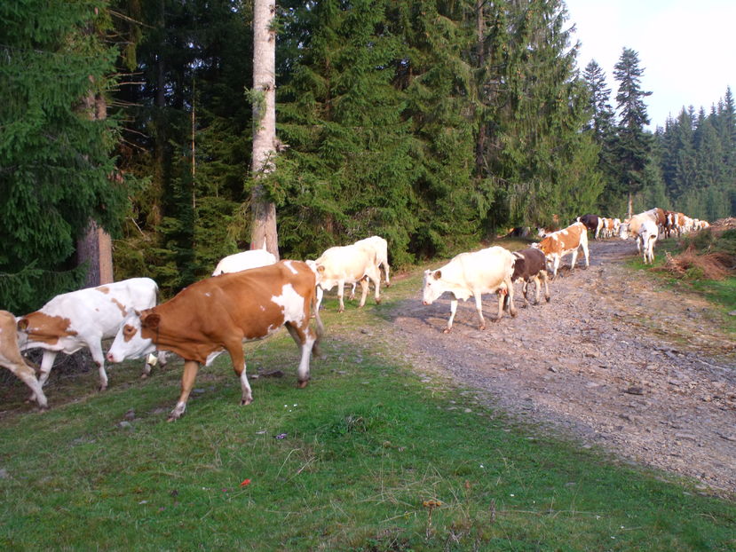  - Coboratul din munte cu vacile 2016