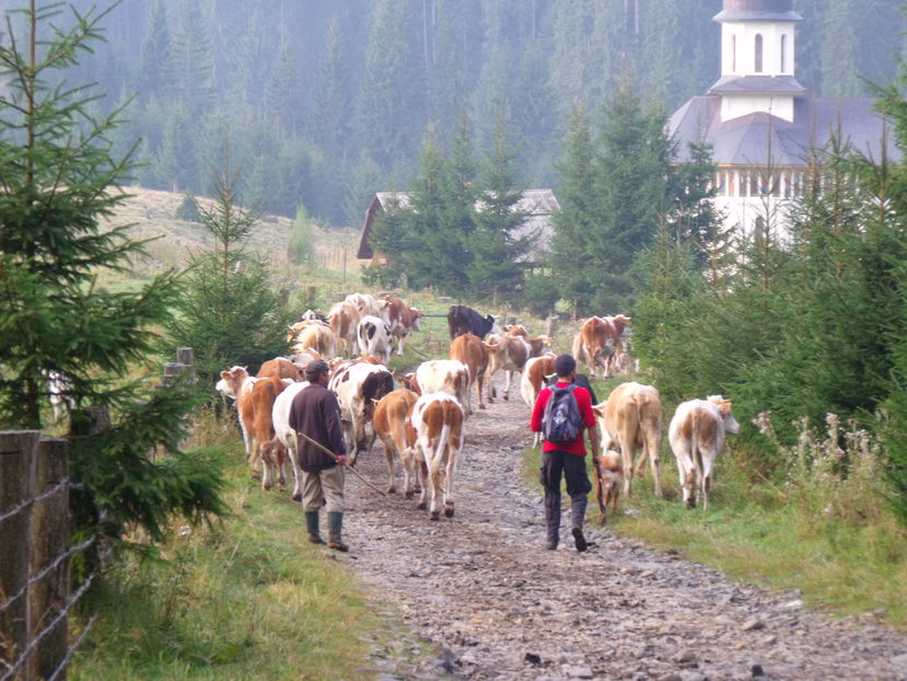  - Coboratul din munte cu vacile 2016