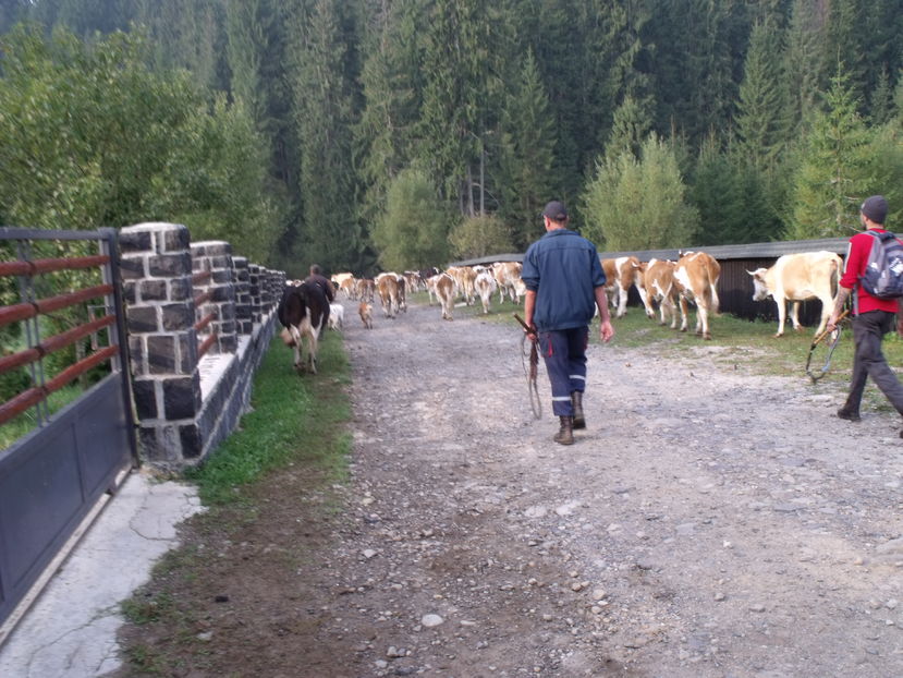La Manastire-hb7 - Coboratul din munte cu vacile 2016