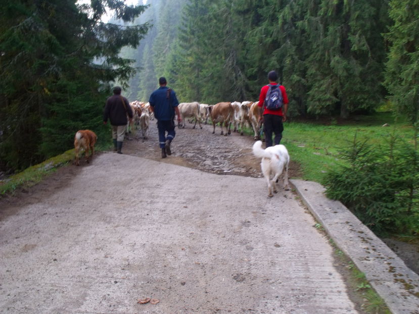  - Coboratul din munte cu vacile 2016