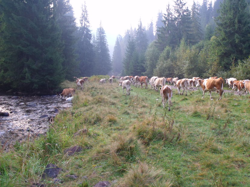  - Coboratul din munte cu vacile 2016
