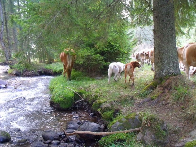 Balan si Roscovanul la apa in Vale - Coboratul din munte cu vacile 2016