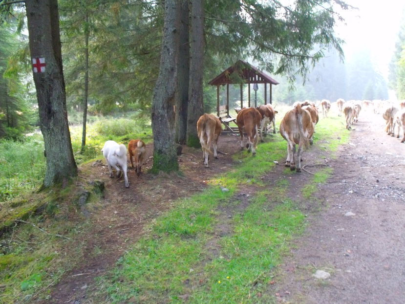  - Coboratul din munte cu vacile 2016