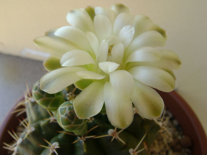 Gymnocalycium quehlianum