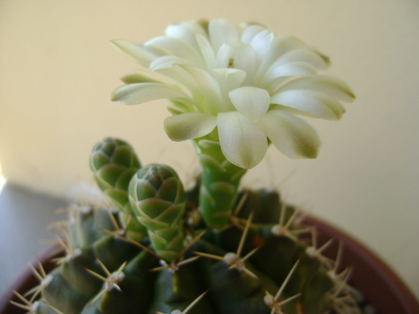 Gymnocalycium quehlianum