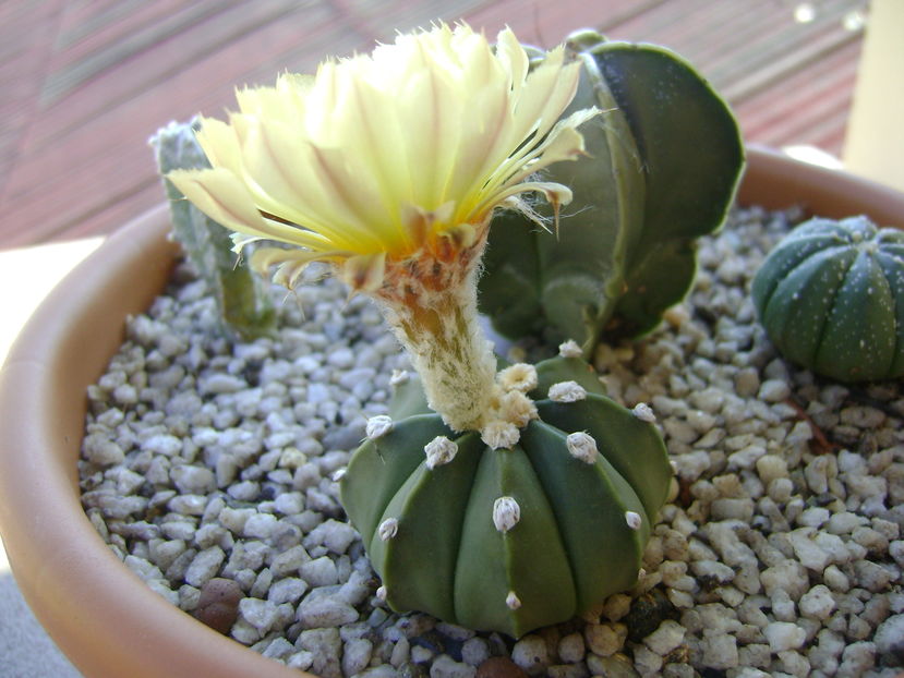 Astrophytum asterias