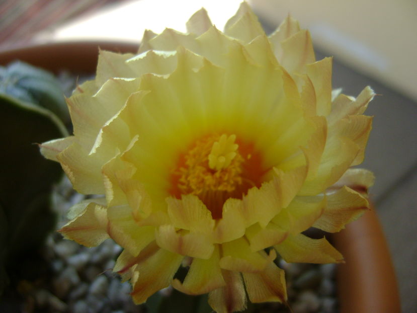 Astrophytum asterias