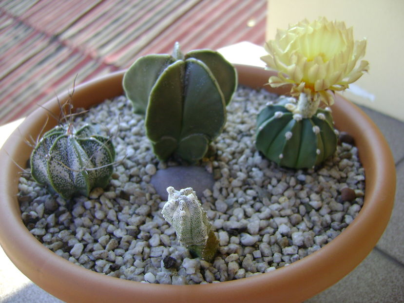 Astrophytum asterias