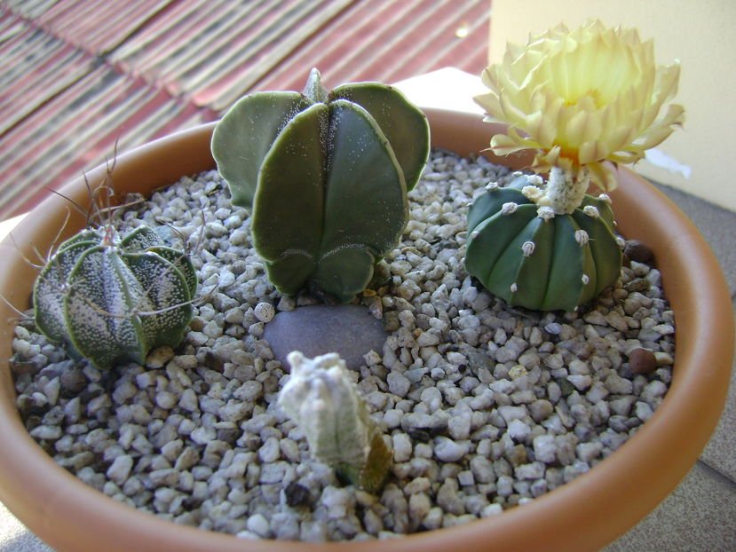 Astrophytum asterias - Cactusi 2016 bis