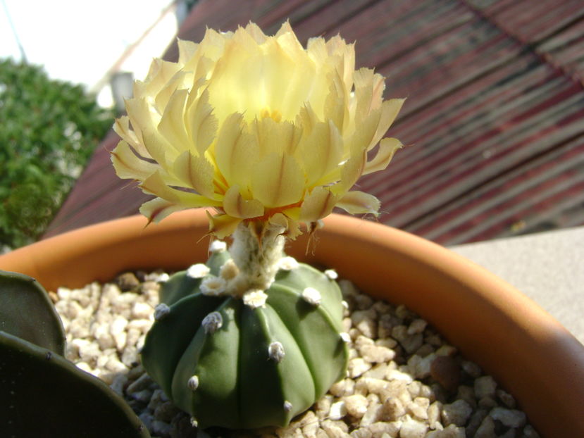 Astrophytum asterias