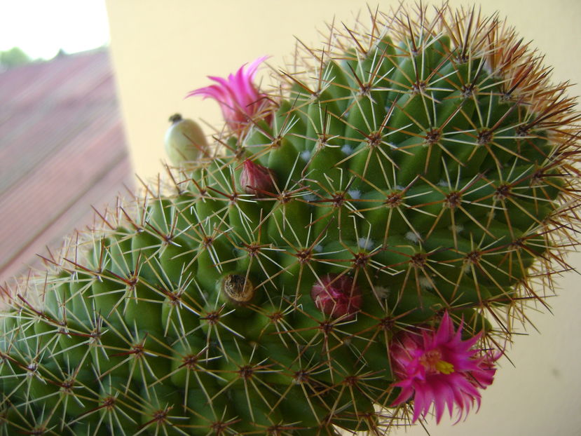 Mammillaria backebergiana