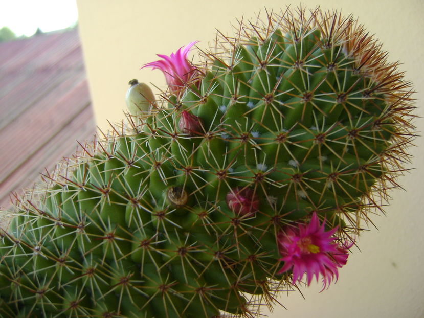 Mammillaria backebergiana - Cactusi 2016 bis