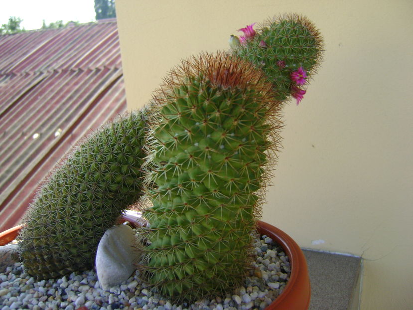 Mammillaria backebergiana