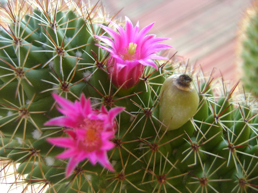 Mammillaria backebergiana