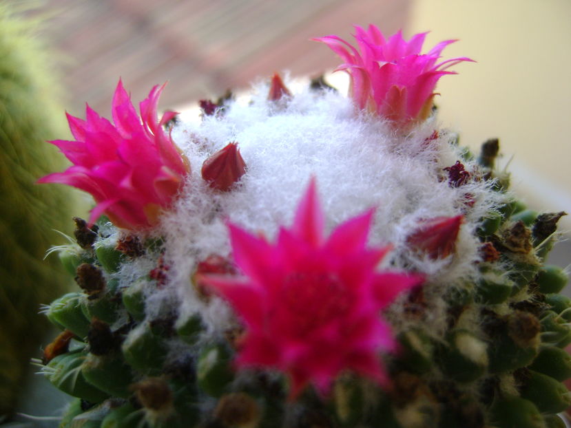 Mammillaria polythele cv. Stachellos