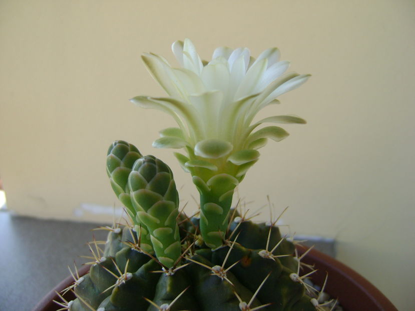 Gymnocalycium quehlianum