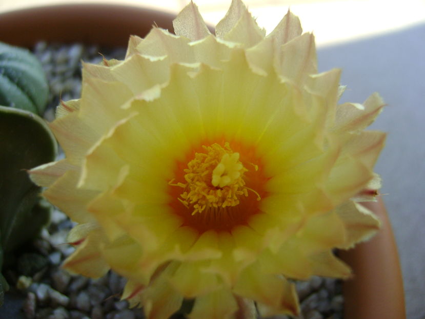 Astrophytum asterias