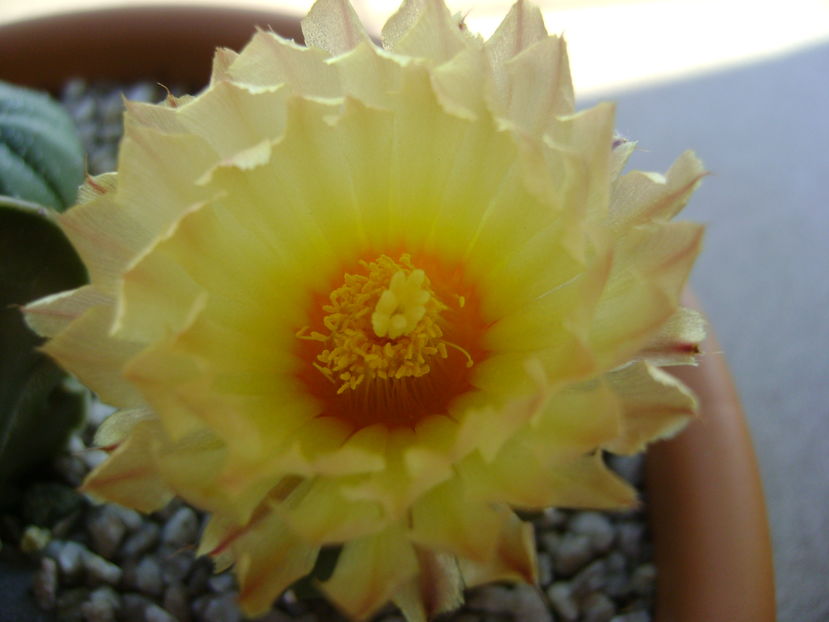 Astrophytum asterias - Cactusi 2016 bis