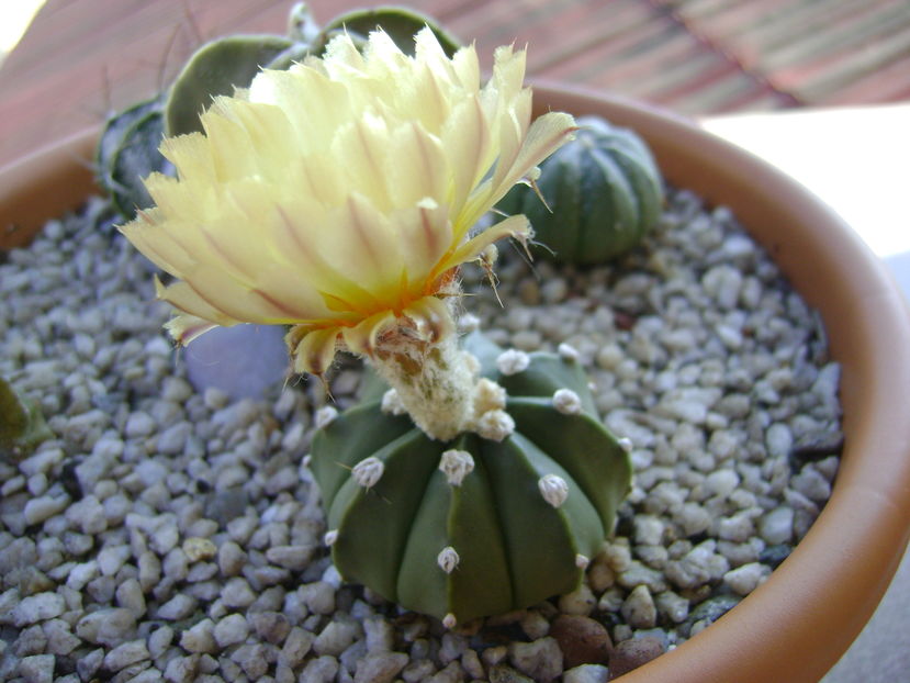 Astrophytum asterias