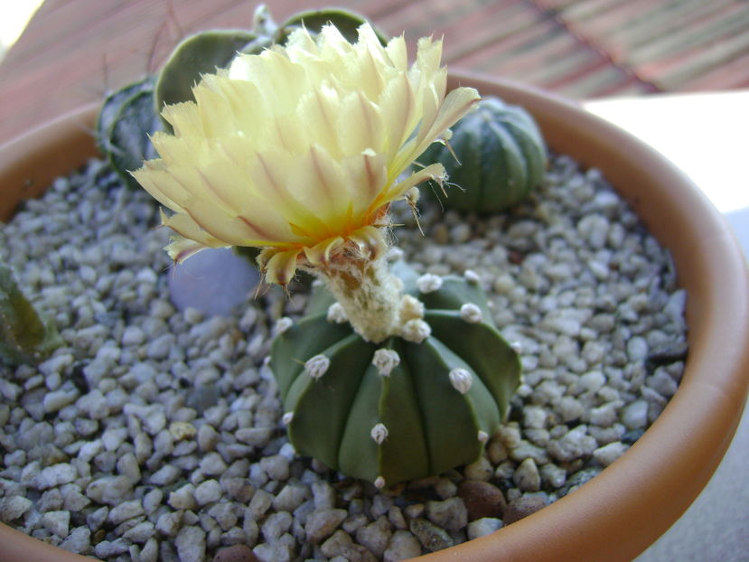 Astrophytum asterias