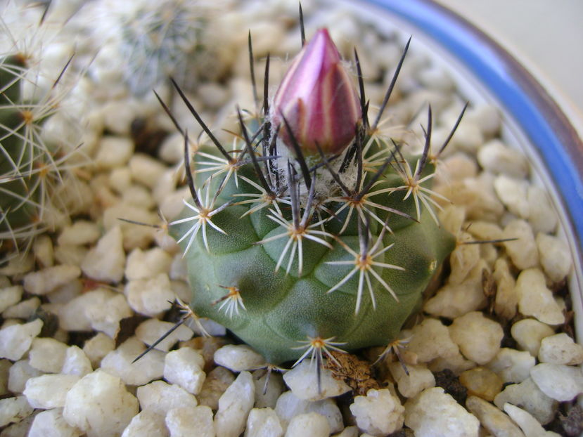 Turbinicarpus (Gymnocactus) viereckii