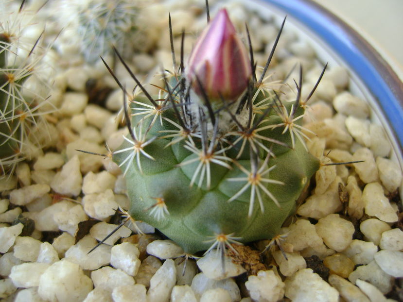 Turbinicarpus (Gymnocactus) viereckii