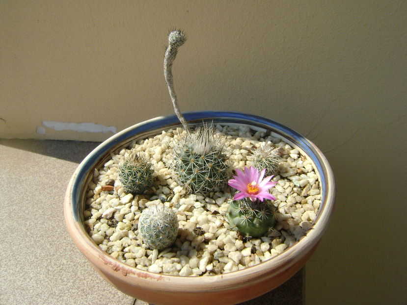 Turbinicarpus (Gymnocactus) viereckii