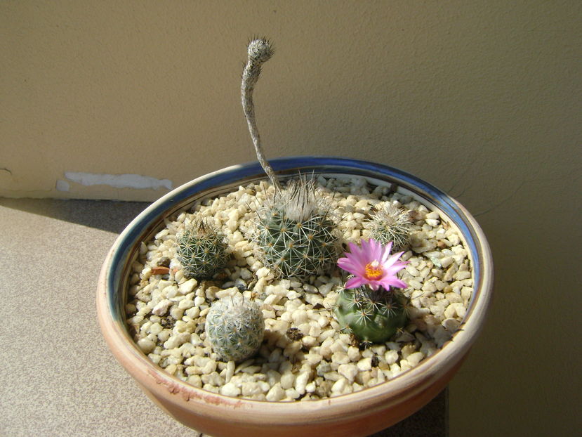 Turbinicarpus (Gymnocactus) viereckii