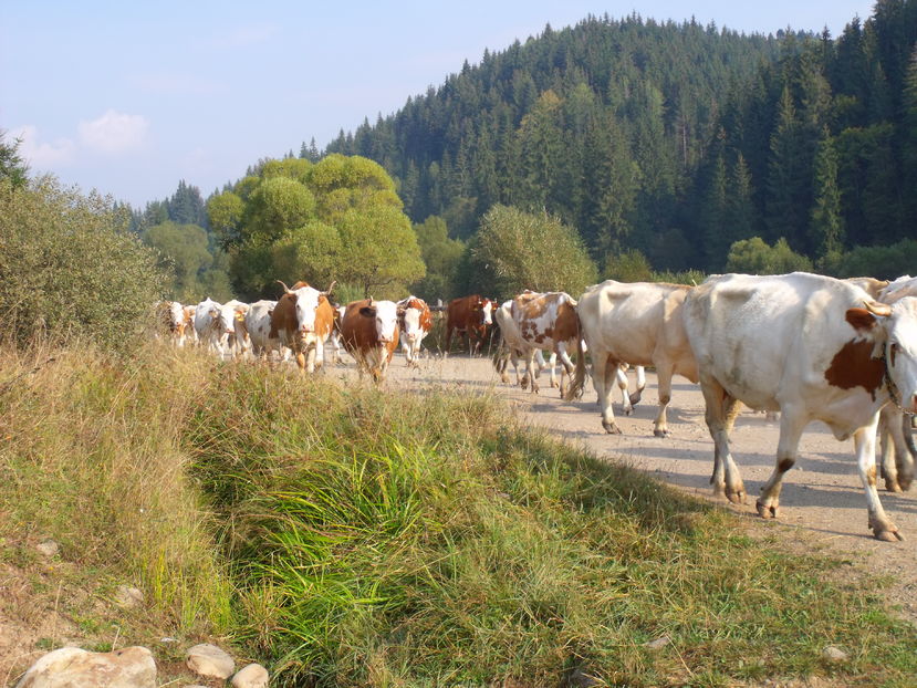  - Coboratul din munte cu vacile 2016