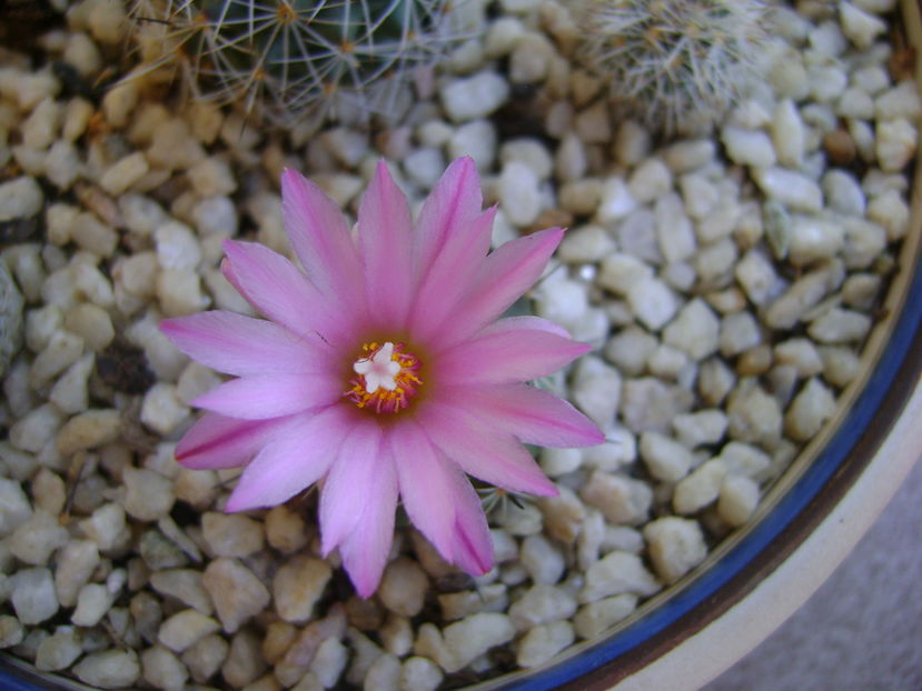 Turbinicarpus (Gymnocactus) viereckii
