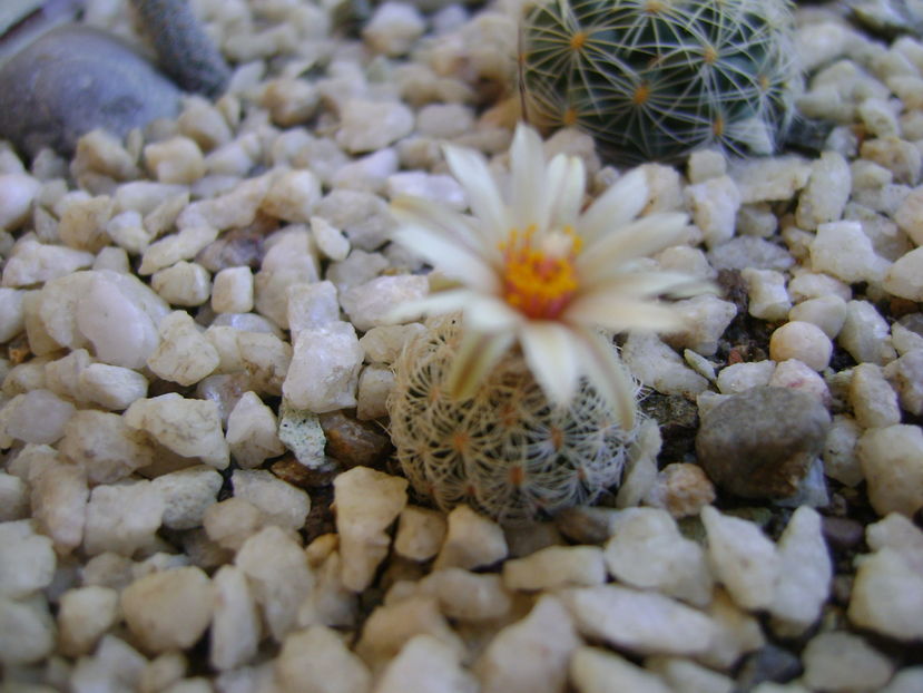 Turbinicarpus krainzianus v. lausserii