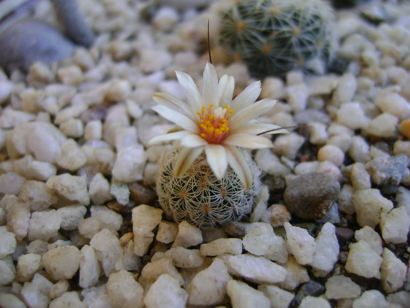 Turbinicarpus krainzianus v. lausserii - Cactusi 2016 bis
