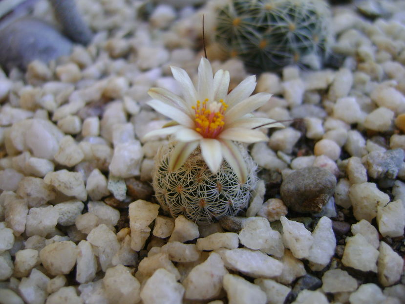 Turbinicarpus krainzianus v. lausserii - Cactusi 2016 bis