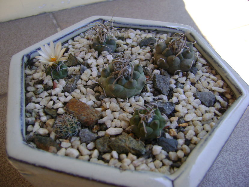 Grup de 6 Turbinicarpus - Cactusi 2016 bis