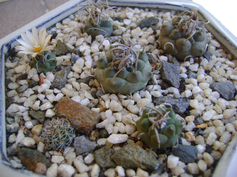 Turbinicarpus klinkerianus - Cactusi 2016 bis
