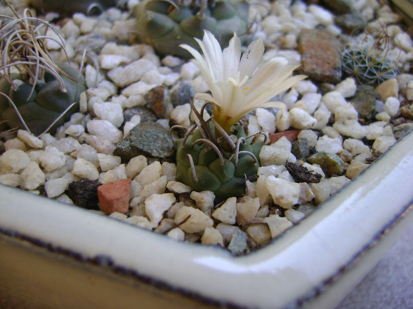 Turbinicarpus klinkerianus - Cactusi 2016 bis