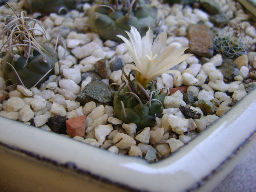 Turbinicarpus klinkerianus