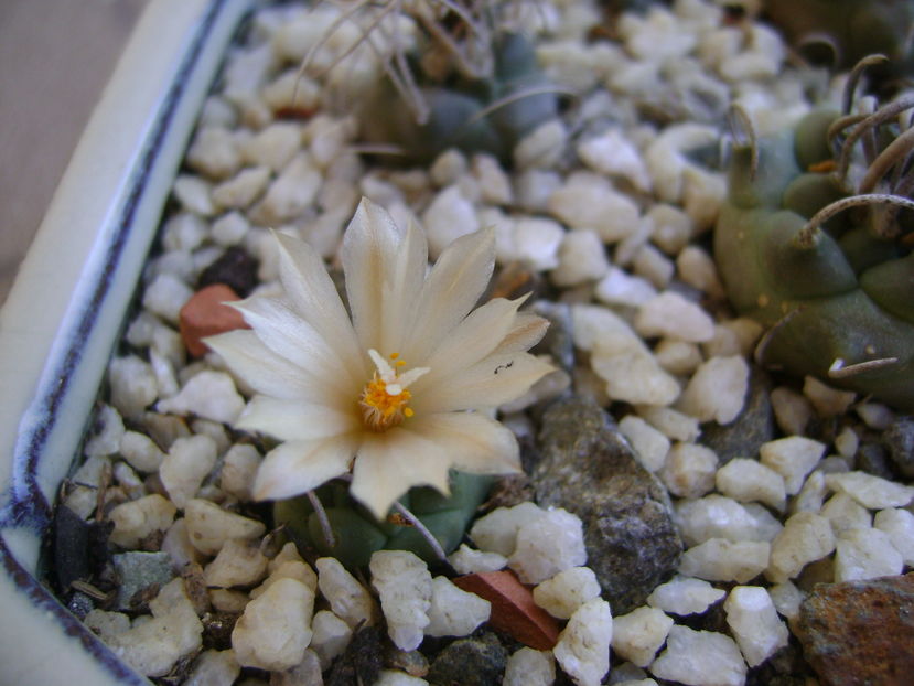 Turbinicarpus klinkerianus